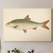 Rosecliff Heights 'Donovan Antique Fish II' - Painting Print on Canvas Canvas, Solid Wood in Blue/Green/White | 12 H x 8 W x 1 D in | Wayfair