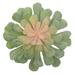 Bungalow Rose 6" Artificial Echeveria Succulent | 6 H x 7 W x 7 D in | Wayfair FA61EAD73B644BB0A6B2D6525430B1B4