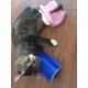 Brosse de Massage d'angle confortable pour chat peigne fixe en plastique pour éliminer les poils