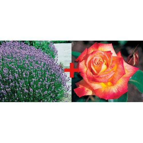 BCM Beetpflanze Rose Rumba & Lavendel, (2 St.) rot Beetpflanzen Pflanzen Garten Balkon
