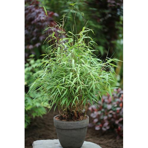 BCM Hecken Asian Wonder Bambus, (1 St.), Höhe: 60-80 cm, 1 Pflanze grün Heckenpflanzen Pflanzen Garten Balkon