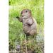 Hi-Line Gift Ltd. American Beaver Cub Standing Statue, Wood in Brown | 8.19 H x 4.72 W x 9.33 D in | Wayfair 87666-C