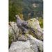 Hi-Line Gift Ltd. Northern Goshawk Standing on Rock Statue, Wood in Brown/Gray | 14.49 H x 5.91 W x 15.55 D in | Wayfair 87665