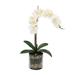 Freeport Park® Phalaenopsis Orchid Arrangement in Vase Glass/Polysilk | 25 H x 15 W x 15 D in | Wayfair 83C8391C8C0E43E085CDAFE210492D6A