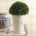 Birch Lane™ Boxwood Topiary in Planter Ceramic | 12.25 H x 7.5 W x 7.5 D in | Wayfair 9D171046DB504131A8AD27BF452B1D7B