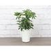 Thorsen's Greenhouse Live Arboricola Plant in Modern Planter in White | 13 H x 4.5 D in | Wayfair 4 Arboricola-Modern-White