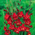 Winterharte Cottage-Gladiole Claudia