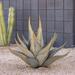 Desert Steel Sharkskin Agave Landscape Ornament Metal in Green | 25 H x 28 W x 28 D in | Wayfair 402-102