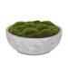 Primrue 2" Artificial Succulent in Pot Plastic/Stone in Gray | 7 H x 15.5 W x 15.5 D in | Wayfair CB2E08600801487BA281BBAD640F51D7