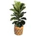 Costa Farms Fiddle Leaf Fig Plant in Basket | 30 H x 24 D in | Wayfair CO.FLI10.4D.UP