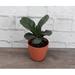 Thorsen's Greenhouse Live Fiddle Leaf Fig Plant in Biodegradable Pot in Brown | 6 H x 4.5 D in | Wayfair 4 Fiddle Leaf Fig-thin-terra cotta