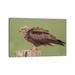 East Urban Home Black Kite Shaking by Pascal De Munck - Wrapped Canvas Photograph Print Canvas in Brown/Green | 8 H x 12 W x 0.75 D in | Wayfair