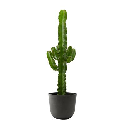 Plante d'intérieur - Cactus Euphorbe de 80 cm en pot noir