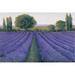 Ophelia & Co. Lavender Field II by Timothy O' Toole - Painting Print on Canvas Canvas, Wood in Indigo | 25.13 H x 37.13 W x 1.125 D in | Wayfair
