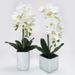 Latitude Run® Phalaenopsis Orchid Centerpieces in Pot Silk/Polyester/Fabric in White/Blue | 23 H x 9 W x 8 D in | Wayfair