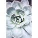 Ebern Designs Pastel Succulent Beauty IV by Irena Orlov - Photograph Print on Canvas Canvas, Wood in Green | 13.13 H x 9.13 W x 1.125 D in | Wayfair