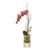 Jenny Silks Silk Bugundy Phalaenopsis Orchid w/ Buds, Real Touch Orchid Leaf, Succulent | 8 H x 4.5 W x 4.5 D in | Wayfair F-148