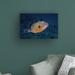 Highland Dunes Blue Triggerfish by Barathieu Gabriel - Wrapped Canvas Photograph Print Canvas in Blue/Orange | 12 H x 19 W x 2 D in | Wayfair