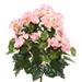 Vickerman 15.25" Pink Begonia Floral Bush