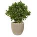 30" Peperomia Artificial Plant in Sand Stone Planter UV Resistant (Indoor/Outdoor)