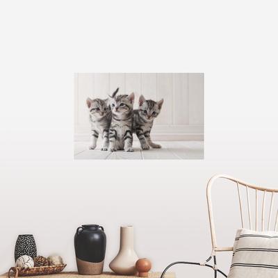 "Three grey tabby kittens" Poster Print - Multi