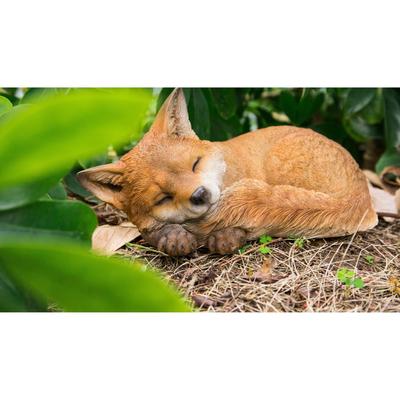 Fox Pup Sleeping
