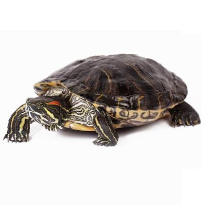 Red Ear Slider (Trachemys scripta elegans)