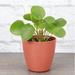 Thorsen's Greenhouse Live Chinese Money Plant, Pilea Peperomoides in Biodegradable Pot in Brown | 6 H x 4 D in | Wayfair 4 Pilea-thin-natural