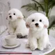 Chiot en peluche Bichon Frise pour enfants chien en peluche animaux de simulation mignons poupées