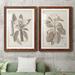 August Grove® Antique Sepia Botanicals VII - 2 Piece Picture Frame Painting Print Set on Paper in White | 31.5 H x 47 W in | Wayfair