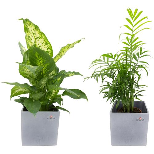 Dominik Zimmerpflanze Grünpflanzen-Set, (2 St.), Höhe: 30 cm, 2 Pflanzen in Dekotöpfen grau Garten Balkon