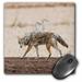 3dRose New Mexico Socorro Coyote wildlife - US32 LDI0018 - Larry Ditto - Mouse Pad 8 by 8-inch (mp_92854_1)