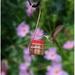 Monarch Abode Pure Copper Single Hummingbird Feeder