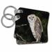 3dRose Barn Owl, Rio Grande Valley, Texas, USA - NA02 RNU0358 - Rolf Nussbaumer - Key Chains, 2.25 by 2.25-inch, set of 2