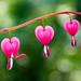 Pink Bleeding Hearts Flower - 2 or 4 Bare Roots - Attracts Butterflies, Bees & Hummingbirds