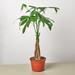House Plant Shop Money Tree 'Guiana Chestnut' Pachira Braid - 6" Pot | 16 H x 6 D in | Wayfair 6_PACHIRA_BRAID