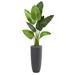 5.5' Traveler's Palm Artificial Tree in Gray Planter - Green - h: 5.5 ft. w: 28 in. d: 22 in