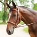 Harwich Wide Noseband Bridle by SmartPak - Full - Chestnut w/ White Fancy Stitching - Smartpak