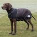 WeatherBeeta ComFitec Ultra Cozi Dog Coat - 28 - Charcoal/Blue/White - Smartpak