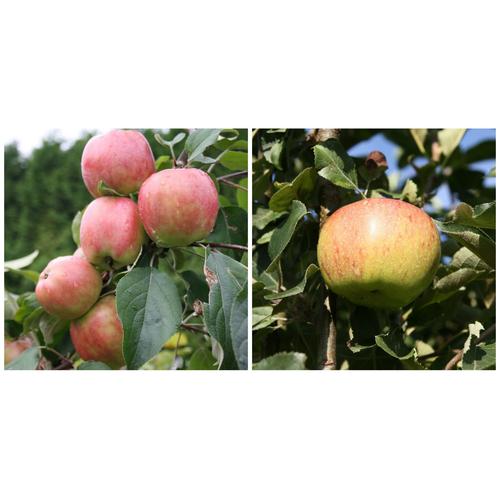 Apfel »Gravensteiner« und »Jonagold«, 2 Pflanzen, Buschbaum, 300 - 400 cm Wuchshöhe