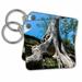 3dRose Tree engulfing a temple, Ta Prohm, Angkor, Cambodia - Key Chains, 2.25 by 2.25-inch, set of 2