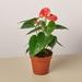 House Plant Shop Anthurium 'Pink' - 4" Pot | 10 H x 4 D in | Wayfair 4_ANTHURIUM_PINK