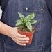 House Plant Shop Calathea 'Vittata' - 4" Pot | 10 H x 4 D in | Wayfair 4_CALATHEA_VITTATA