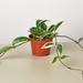 House Plant Shop Hoya Carnosa 'Tricolor' - 4" Pot | 10 H x 4 D in | Wayfair 4_HOYA_TRICOLOR