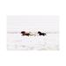 East Urban Home Wild Horses Iceland VIII Landscape by Monika Strigel - Wrapped Canvas Photograph Print Canvas in Black/Brown | Wayfair