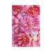 East Urban Home Pink English Rose Petals Ii by Alyson Fennell - Wrapped Canvas Photograph Canvas | 12 H x 8 W x 0.75 D in | Wayfair