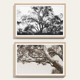 Tree Limbs Art - Print II, 32" x 48" - Ballard Designs 32" x 48" - Ballard Designs