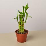 House Plant Shop Dracaena 'Lucky Bamboo' - 4" Pot | 10 H x 4 D in | Wayfair 4_DRACAENA_LUCKY.BAMBOO