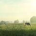 Gracie Oaks Farm Morning I Square by Sue Schlabach - Photograph on Canvas in White | 36 H x 36 W x 1.25 D in | Wayfair