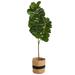 5.5' Fiddle Leaf Fig Artificial Tree in Handmade Natural Cotton Planter - 10 x 10 x 66 inch